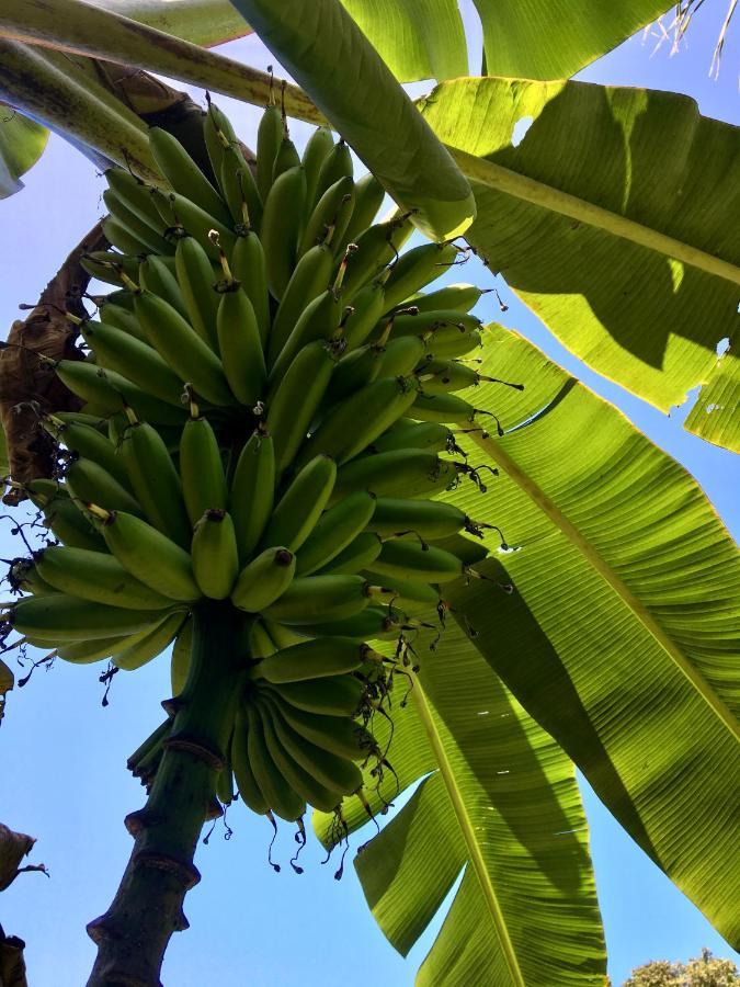 Casa Salvaje Vacation Rentals Bocas del Toro Eksteriør billede