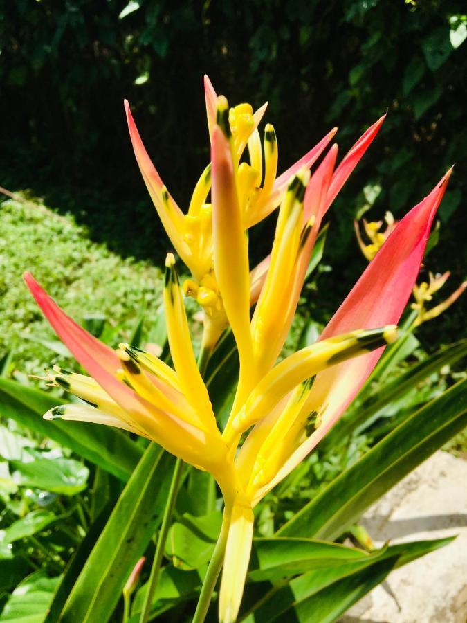 Casa Salvaje Vacation Rentals Bocas del Toro Eksteriør billede