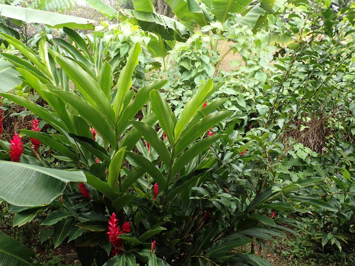 Casa Salvaje Vacation Rentals Bocas del Toro Eksteriør billede